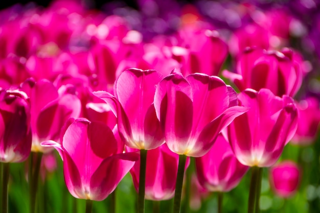 Photo gros plan de tulipes roses en fleurs et arrière-plan flou fleurs de tulipes aux pétales roses