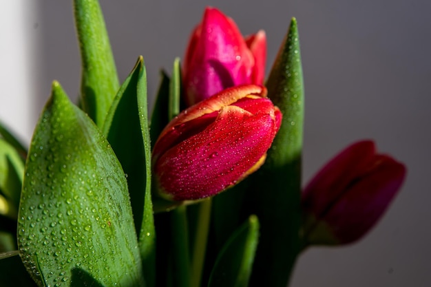 Gros plan de tulipes roses sur fond bleu foncé pour une photo de studio de bannière