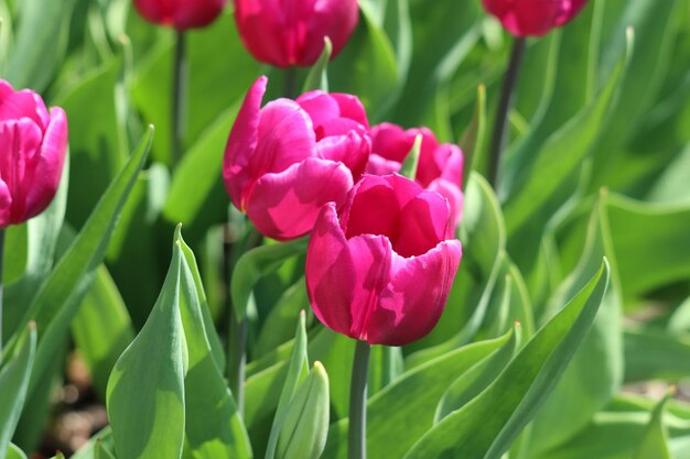 Photo un gros plan des tulipes roses