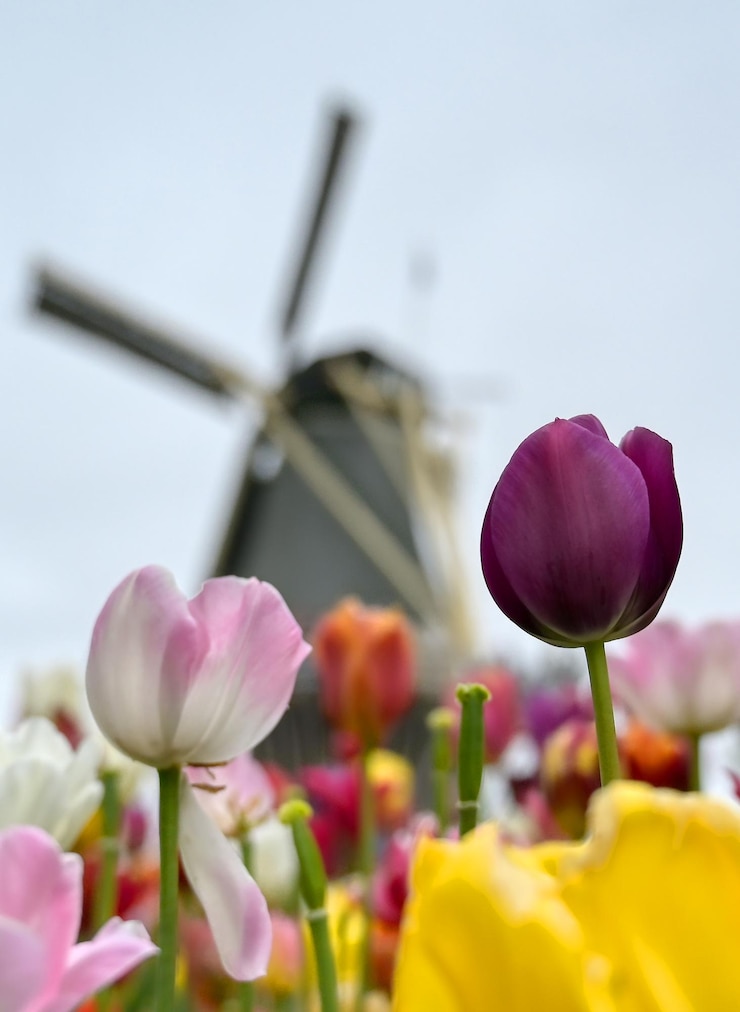 Photo un gros plan de tulipes roses