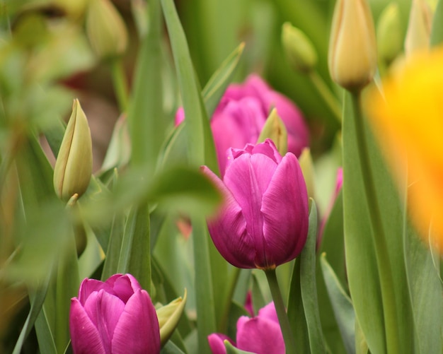 Photo un gros plan des tulipes roses