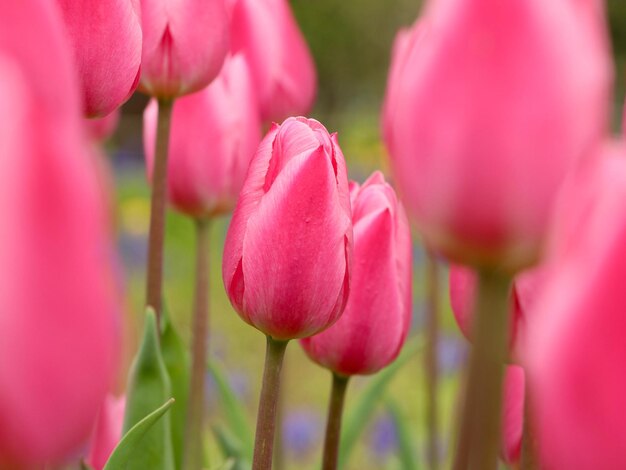 Un gros plan de tulipes roses