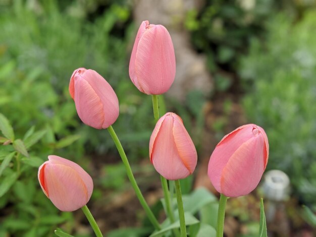 Un gros plan de tulipes roses