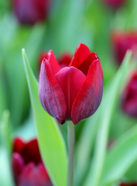 Gros plan, tulipes rouges, dans, jardin
