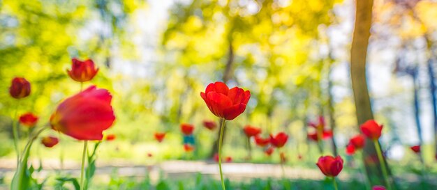 Gros plan de tulipes rouges en fleurs Champ de prairie de forêt pittoresque ensoleillé lumineux Jardin de fleurs en fleurs