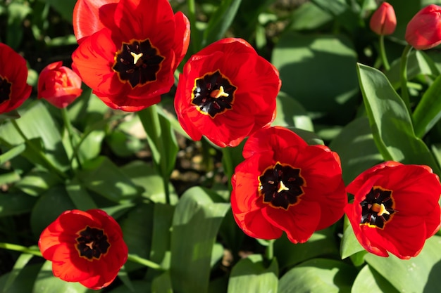 Gros plan sur les tulipes rouges tulipa