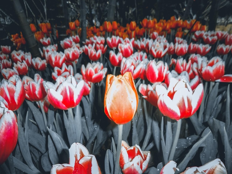 Photo un gros plan des tulipes rouges