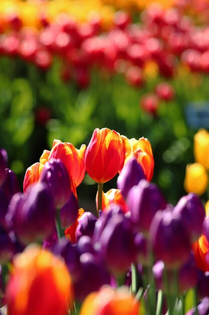 Photo un gros plan des tulipes rouges