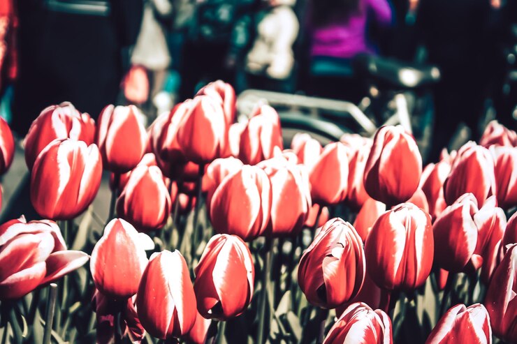 Photo un gros plan des tulipes rouges