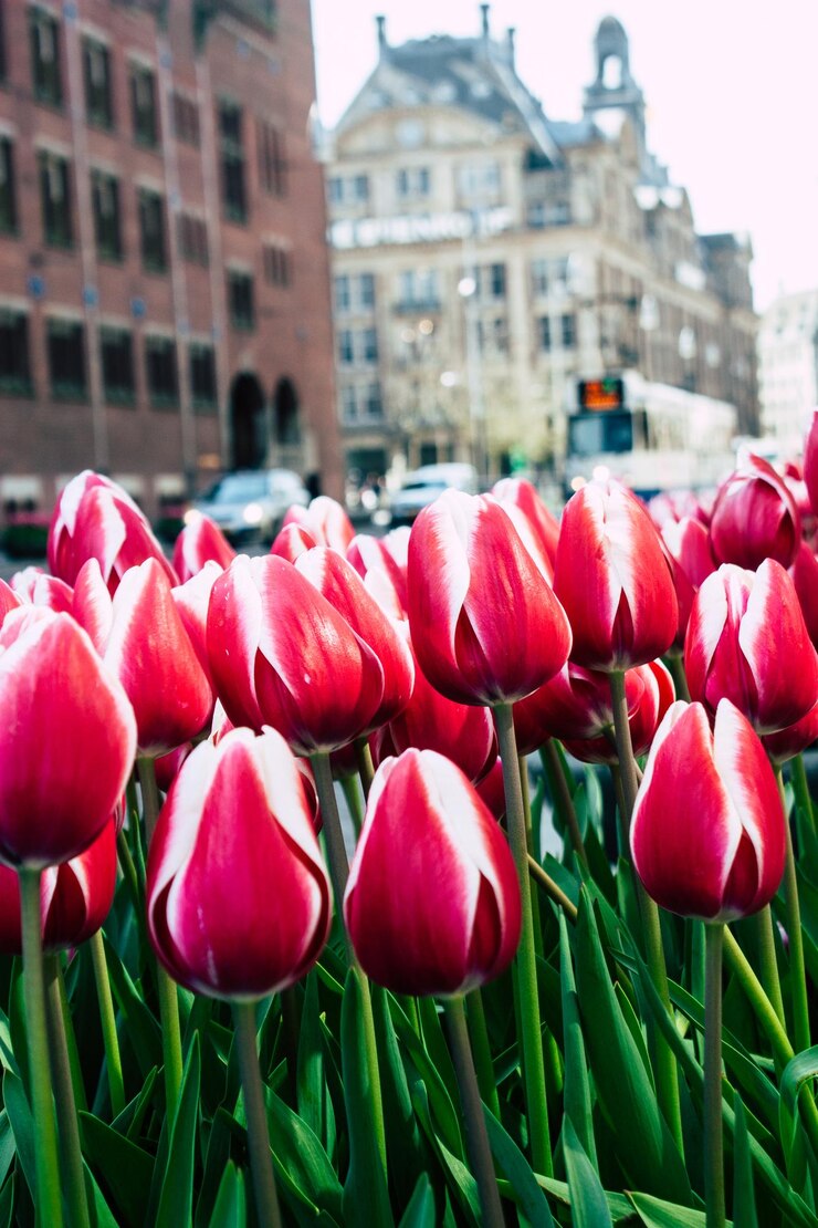 Photo un gros plan des tulipes rouges
