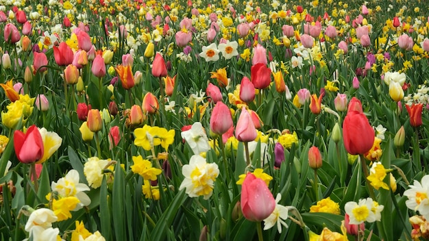 Un gros plan des tulipes rouges