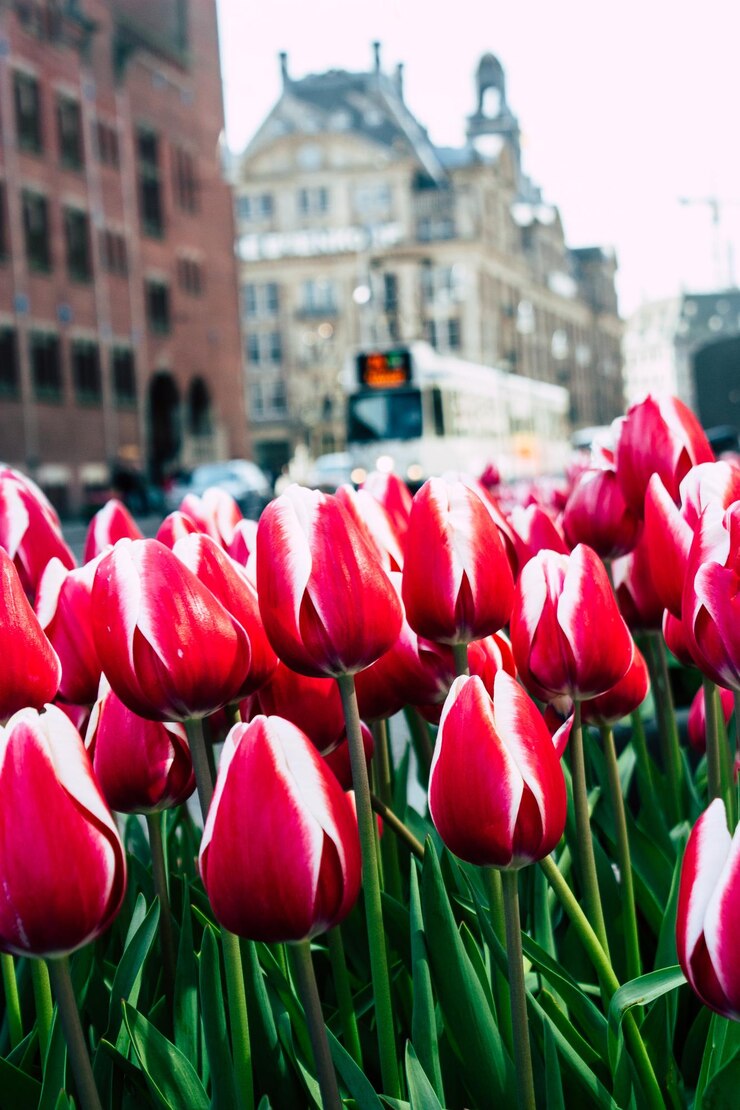Photo un gros plan des tulipes rouges