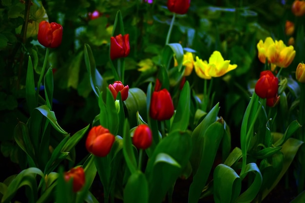 Photo un gros plan des tulipes rouges