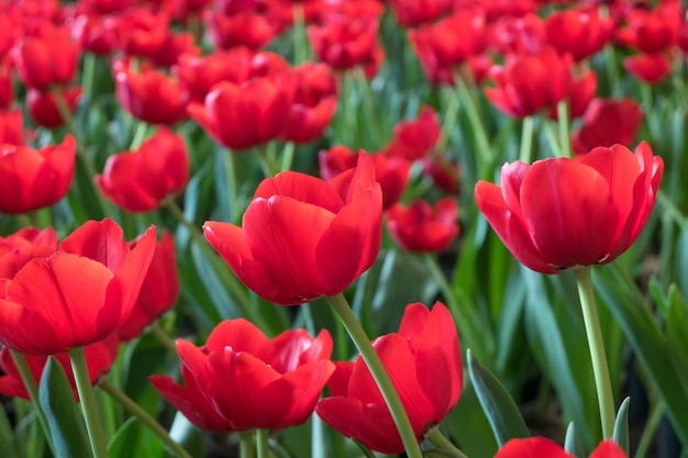 Photo un gros plan des tulipes rouges