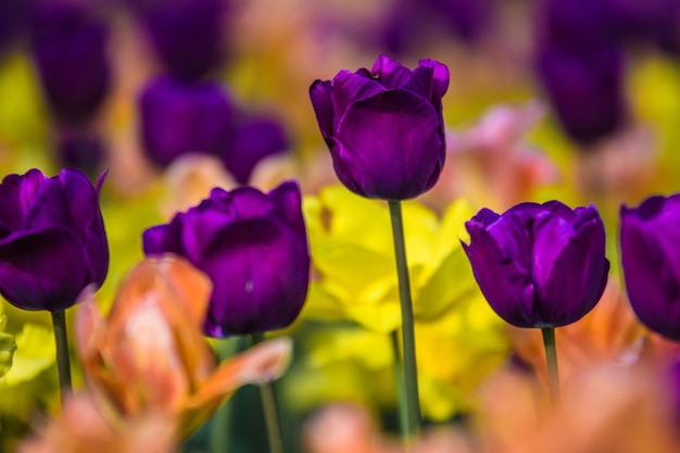 Un gros plan des tulipes violettes