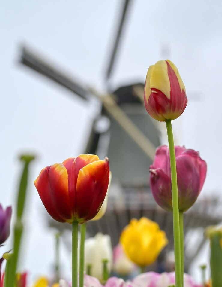 Photo gros plan, tulipes