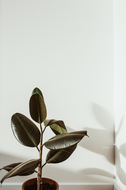 Gros plan de l'usine de caoutchouc ficus sur blanc