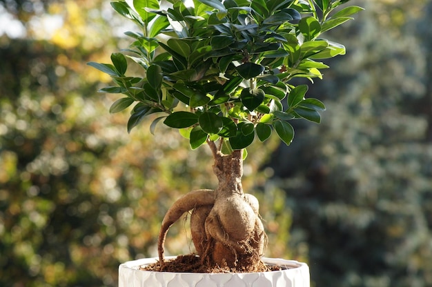 Gros plan d'une usine de ficus microcarpa