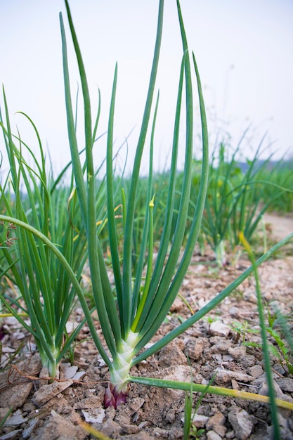 Gros plan sur l'usine d'oignon vert sur le terrain