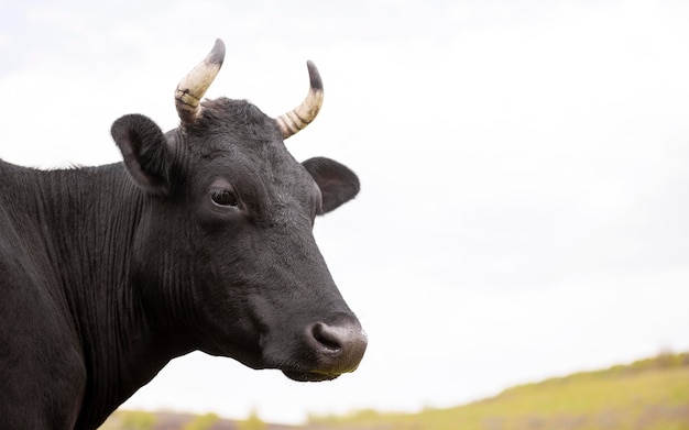 Photo gros plan, vache, herbe, champ