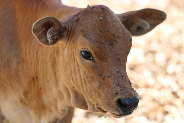 Photo un gros plan d'une vache