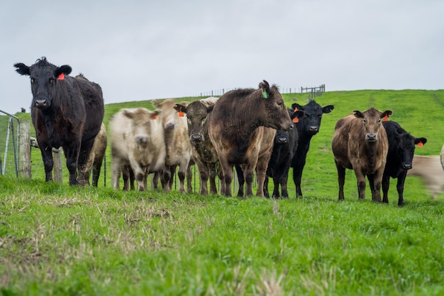 Gros plan sur des vaches de boucherie et des veaux broutant sur l'herbe en Australie dans un ranch agricole