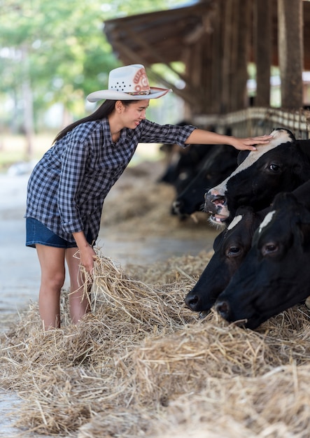 Gros plan sur les vaches nourries par l&#39;éleveur