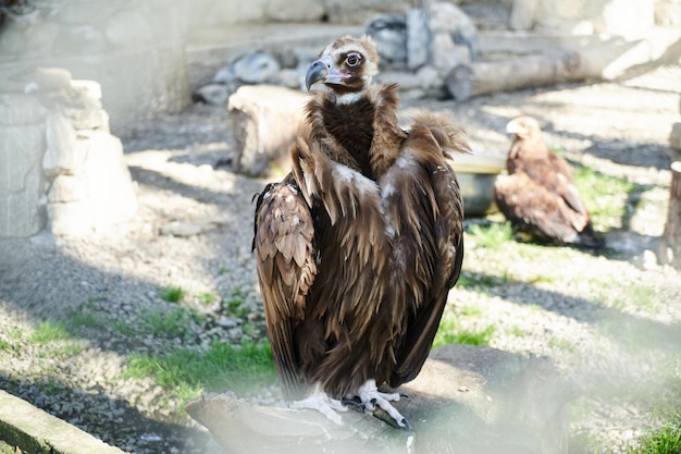 Gros plan de vautour dans la réserve Krasnaya Polyana