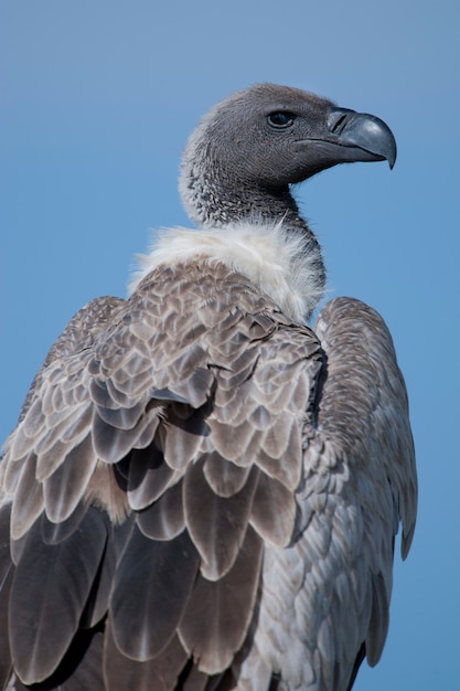 Photo gros plan d'un vautour à dos blanc