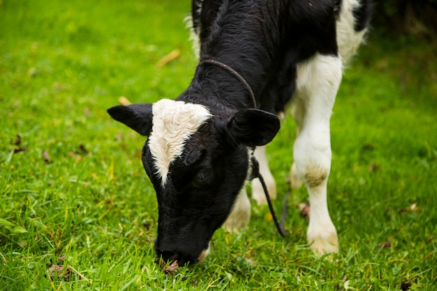 Gros plan, veau, pâturage, herbe