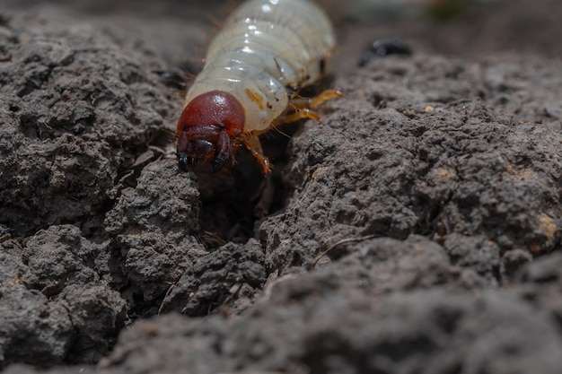 gros plan sur un ver extraterrestre