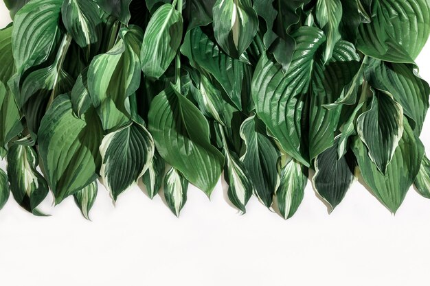 Gros plan, de, vert, feuilles tropicales