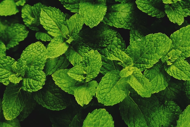Gros plan, de, vert, feuilles