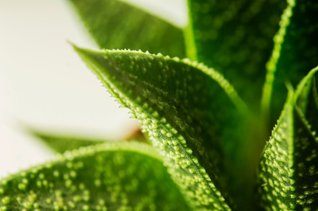 Gros plan, de, vert, feuilles