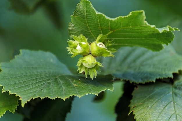 Gros plan vert noisette dans la nature