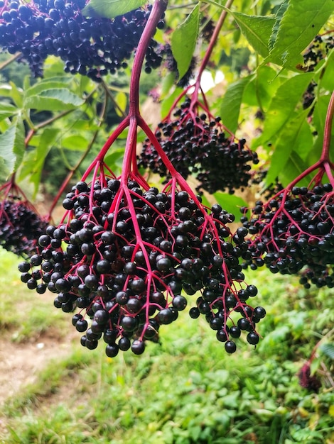 Un gros plan vertical des branches avec des grappes de sauterelles