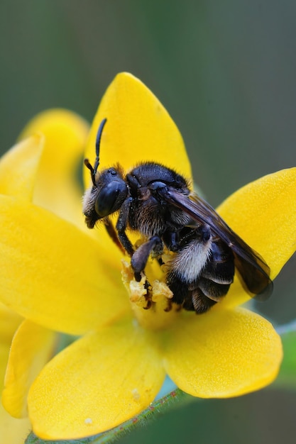 Gros plan vertical d'une femelle abeille salicaire jaune, Macropis europaea, dans sa plante hôte , Lysimachia vulgaris