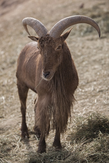 Gros plan vertical d'un mouton de Barbarie avec de l'herbe flétrie autour