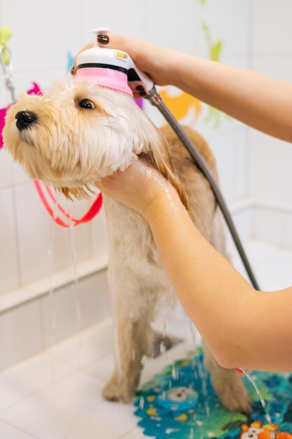 Gros plan vertical d'une toiletteuse lavant la tête d'un chien Labradoodle aux cheveux bouclés obéissant avec un pulvérisateur de douche dans la baignoire du salon de toilettage