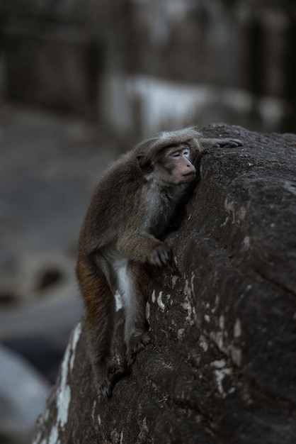 Un gros plan vertical tourné de singe macaque grimpant sur une pierre avec les yeux fermés sur fond d'eau floue