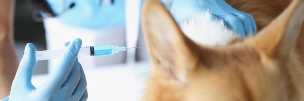 Gros plan d'une vétérinaire femelle donnant une injection de médicament à un chien dans une clinique de vaccination pour animaux de compagnie