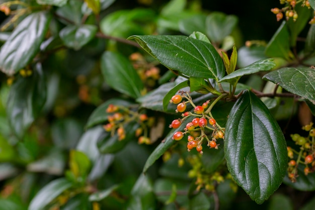 Gros plan sur Viburnum suspensum fruits baies