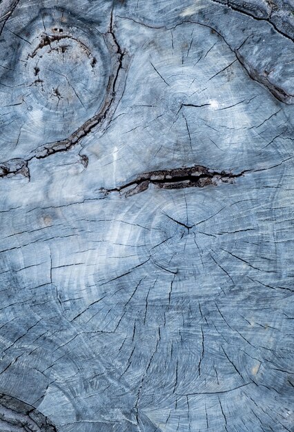 gros plan vieil arbre avec des fissures