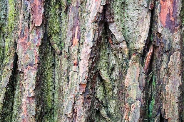 Gros plan d'une vieille écorce d'arbre