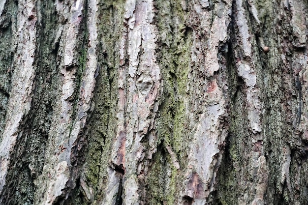 Gros plan d'une vieille écorce d'arbre