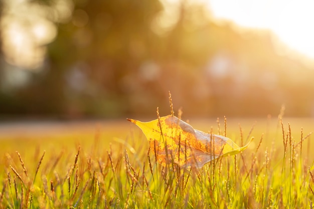 Photo gros plan d'une vieille feuille sur l'herbe