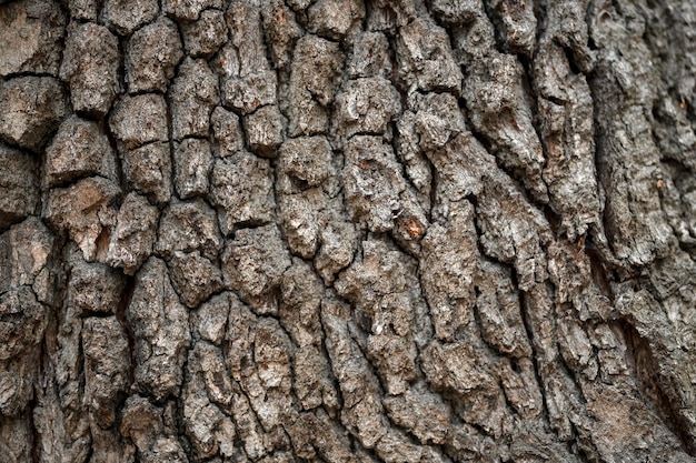 Gros plan sur une vieille texture commune d'écorce de chêne vivant à la saison d'automne