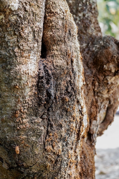 Gros plan d'un vieux tronc d'arbre avec mise au point sélective