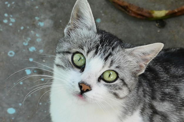 Gros plan village chat chat errant mignon gris blanc chat domestique