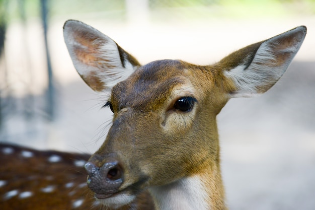 gros plan visage cerf